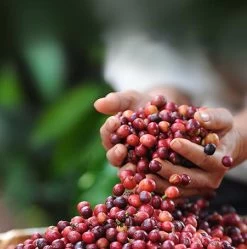 Nescafé Dolce Gusto Cappuccino Capsules - 90 Koffiecups 14 Nescafé Dolce Gusto Cappuccino Capsules - 90 Koffiecups -Koffie Series Winkel 1190x1200 2