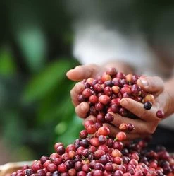 Nescafé Dolce Gusto Cortado Espresso Macchiato Capsules - 90 Koffiecups -Koffie Series Winkel 1192x1200