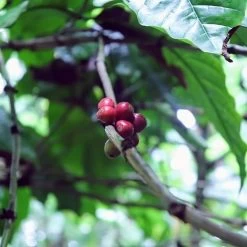 Kopi Luwak Koffie. 35 Gram Ongemalen Bonen. Direct Trade. Single Origin. The Original By Rich.Exclusive. -Koffie Series Winkel 1200x1200 135