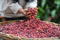 Nescafé Gold Oploskoffie - 6 Potten à 200 Gram 13 Nescafé Gold Oploskoffie - 6 Potten à 200 Gram -Koffie Series Winkel 1200x798 7