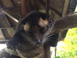 Kopi Luwak Koffie. 35 Gram Ongemalen Bonen. Direct Trade. Single Origin. The Original By Rich.Exclusive. -Koffie Series Winkel 1200x900 3